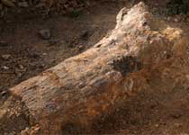 硅化木地質遺跡