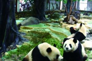 長嶼硐天熊貓館