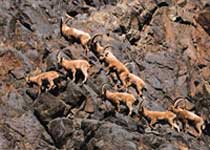 卡拉麥里有蹄類自然保護區