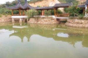 中國藏獒觀賞園