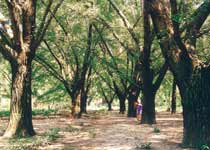 泰興古銀杏森林公園
