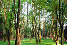 舒蘭市森林公園