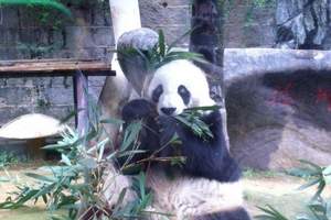 熊貓世界