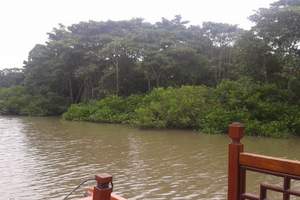 東寨港紅樹林