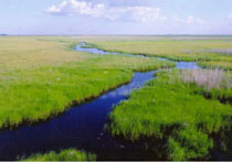 洪河自然保護區
